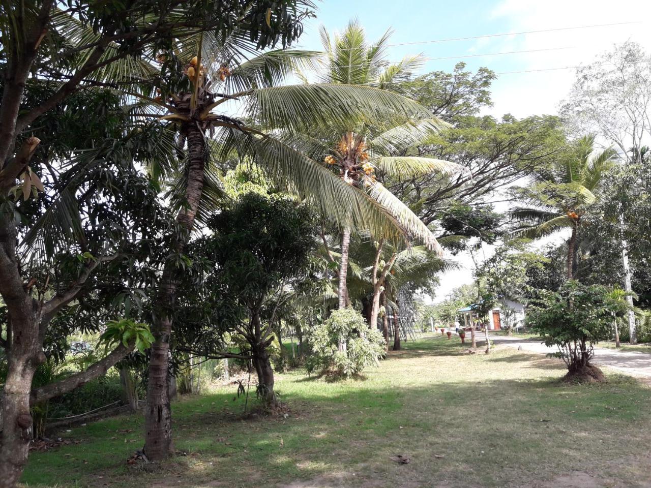 Hansika Guest Inn Buttala Extérieur photo